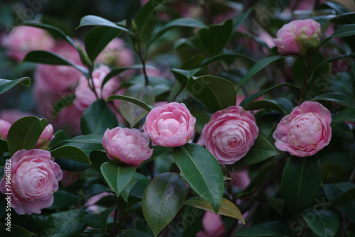 東京港区赤坂氷川公園の椿が最盛期