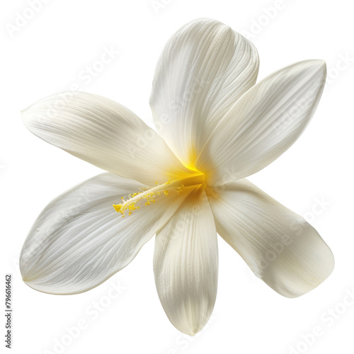 White vanilla flower isolated on transparent background