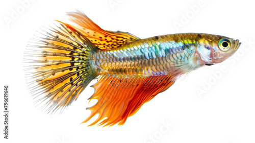 Colorfu guppy fish isolated on white background photo