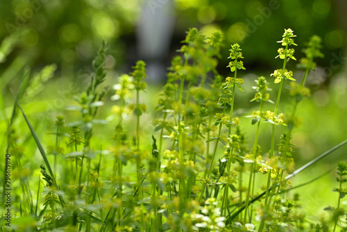 green grass background