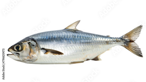 Herring fresh seafood fish isolated on white background