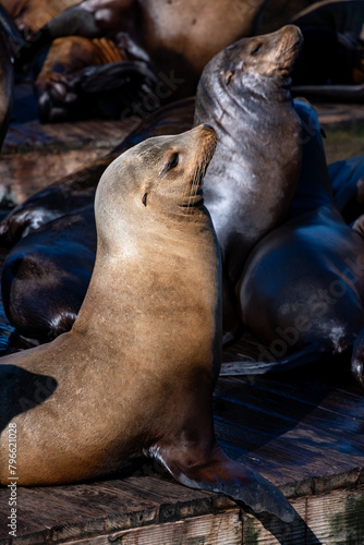 Portrait of Sea lions  Zalophus californianus  on a pier in San Francisco  California  USA . A colony of wild predators is a popular tourist attraction at Fisherman   s wharf. Relaxing eared seals. 