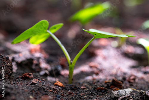 young plant in soil