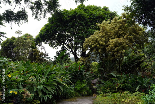 Botanischer Garten in der Karibik, Dschungel, green, St. VIncent, Grenadinen, tropisch, Tropen, Weg, Pfad, Baum