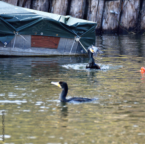 Cormorano, pesce, lago