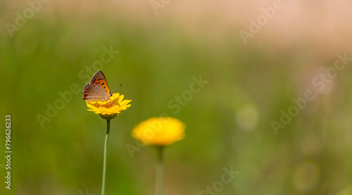 little red butterfly on yellow flower,  Small Copper, Lycaena phlaeas
 photo