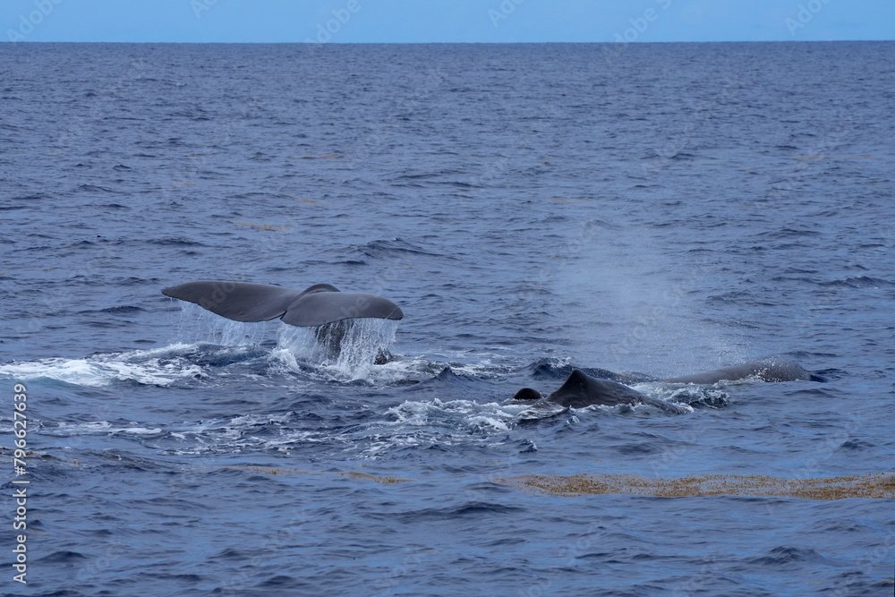 Fototapeta premium Drei Pottwale (Physeter macrocephalus, Physeter catodon) , Schwanzflosse, Fluke beim Abtauchen, Tauchen, Wal, Finne, Meer, Ozean, Wasser, Dominica, Roseau, Karibik, Flosse