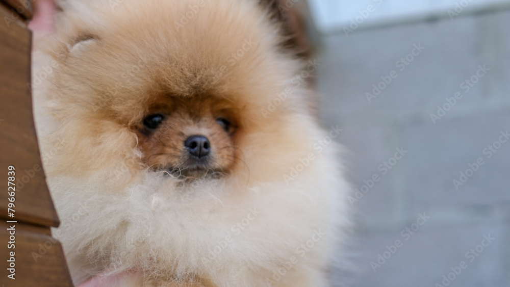 Portrait of cute pomeranian puppy dog at the park. Portrait of cute pomeranian puppy dog at the park.