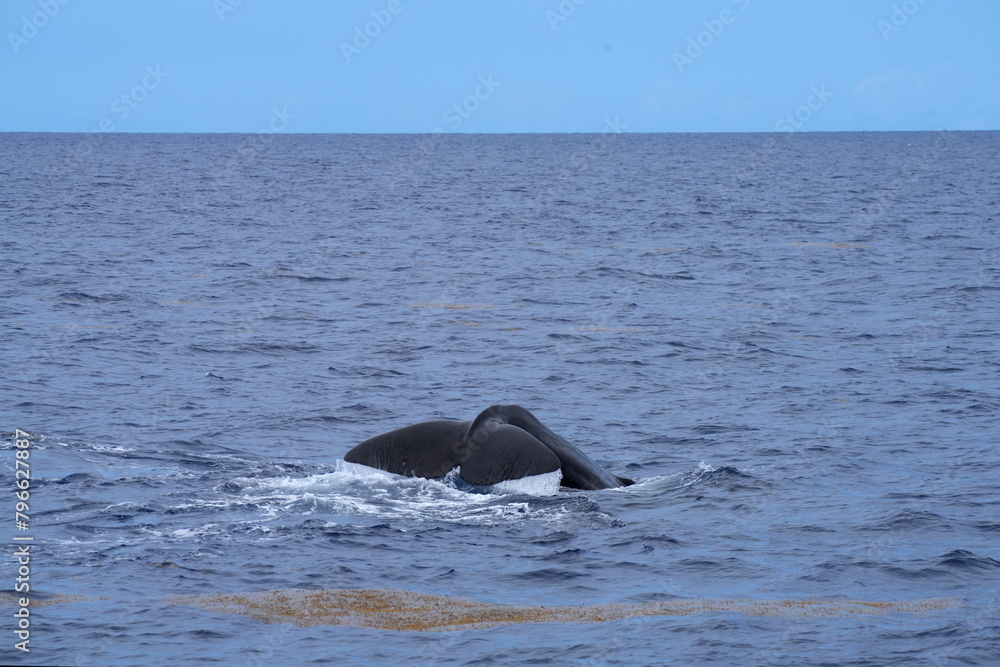 Fototapeta premium Schwanzflosse, Fluke eines Pottwals (Physeter macrocephalus, Physeter catodon) beim Abtauchen, Tauchen, Wal, Finne, Meer, Ozean, Wasser, Dominica, Roseau, Karibik, Flosse