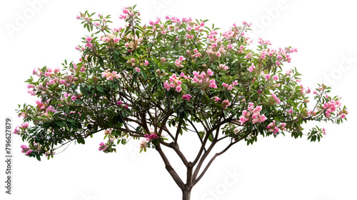 Isolate green,pink , tree on white background ,Big tropical tree isolated on a white background