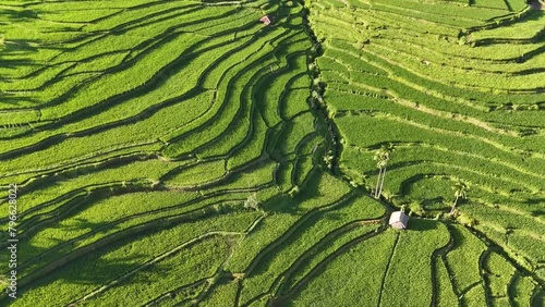 This is the traditional rice field of Bayan village. Located in the Senaru area - the slopes of Mount Rinjani - Northern Lombok photo