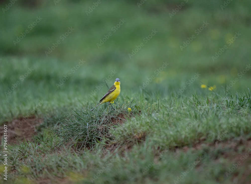 Fototapeta premium A yellow wagtail sits on a hill and sings in the steppe on a sunny day