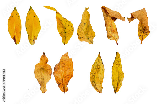 dry leaf or dead leaf of Watery rose apple (Syzygium aqueum) isolated on white background photo