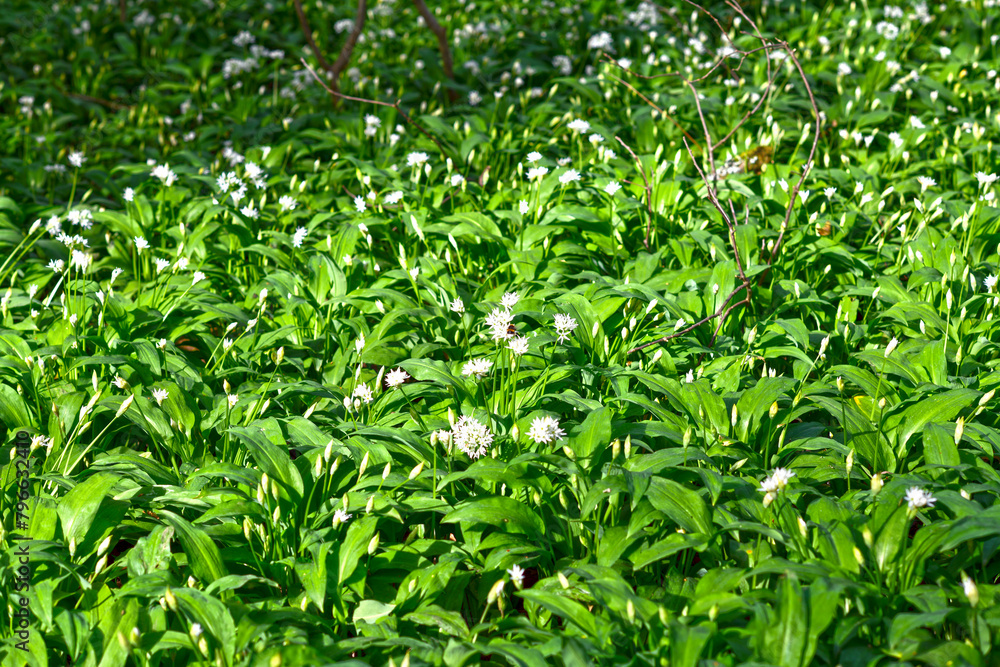 Bärlauch (Allium ursinum) in der Bulau bei Hanau/Hessen Bärlauch (Allium ursinum) in der Bulau bei Hanau/Hessen