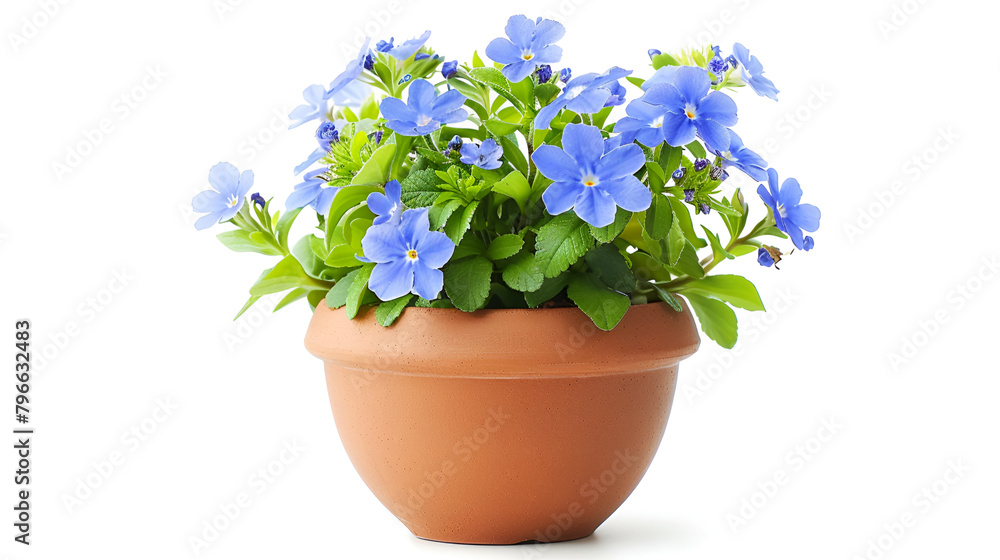 Beautiful flowers of flax isolated on white background,Beautiful vivid purple summer flower bush Dalmatian bellflower Campanula portenschlagiana
Beautiful flowers of flax isolated on white background,Beautiful vivid purple summer flower bush Dalmatian bellflower Campanula portenschlagiana