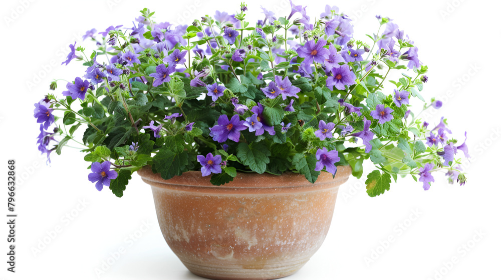 Beautiful flowers of flax isolated on white background,Beautiful vivid purple  summer  flower bush Dalmatian bellflower Campanula portenschlagiana
