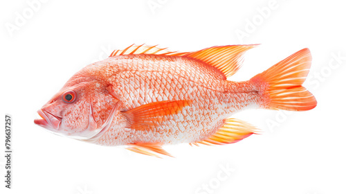 Red snapper fishing target fish isolated on white background