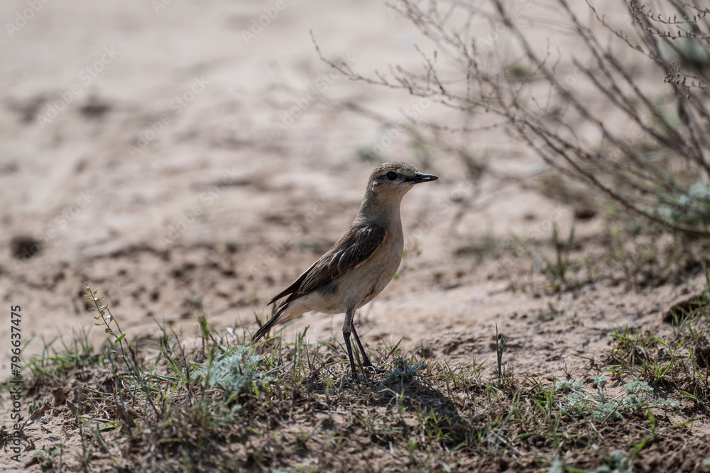 A dancing wheatear sits on a hill and sings in the steppe on a sunny day A dancing wheatear sits on a hill and sings in the steppe on a sunny day