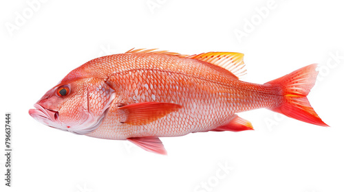 Fresh red snapper fish isolated on white background