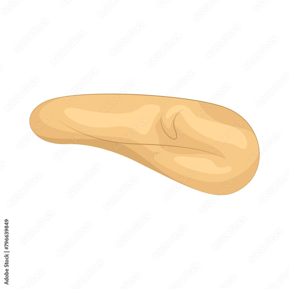 Illustration of nut Illustration of nut