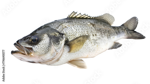 Sea bass fish close-up view isolated on white background photo