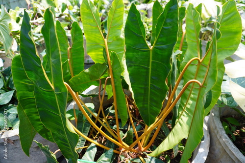 Philodendron billietiae Croat, Philodendron plant
 photo