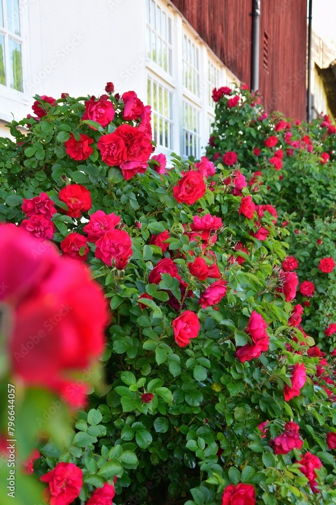 Red climbing roses near the house