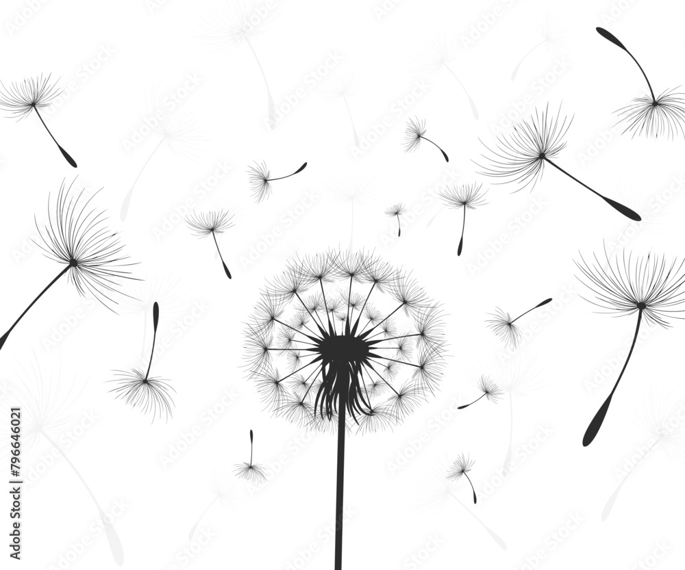 Vector illustration dandelion time. Black Dandelion seeds blowing in the wind. The wind inflates a dandelion isolated on a white background.