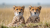 Majestic Cheetahs in open range. African safari. Savannah. Wildlife, habitat, nature reserve.