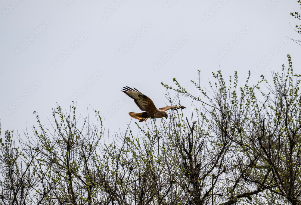 steppe eagle flies above the ground and looks for prey in the steppe on a sunny day steppe eagle flies above the ground and looks for prey in the steppe on a sunny day
