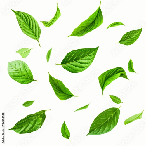 green leaves isolated on white, Flying green leaves isolated on white background with clipping path. stock photo