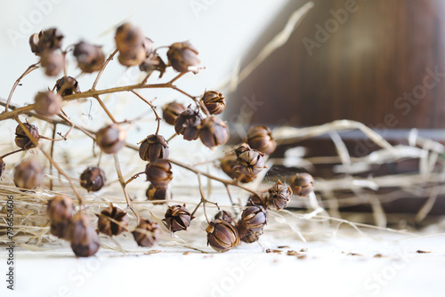 Natural dried seed pods and grasses on white background photo