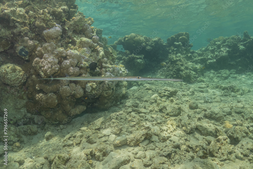 Fototapeta premium Squid in the Red Sea Colorful and beautiful, Eilat Israel 
