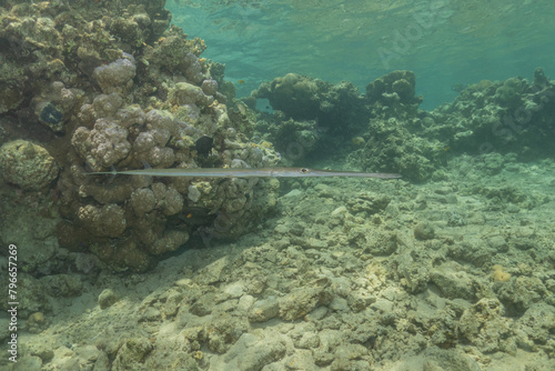 Squid in the Red Sea Colorful and beautiful, Eilat Israel 