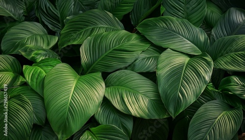 3.  Tropical Tranquility  Leafy Haven     Immerse yourself in the exotic allure of tropical foliage with this captivating nature background. summer  texture  spring  tree 