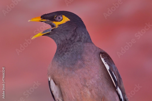 Indian Myna