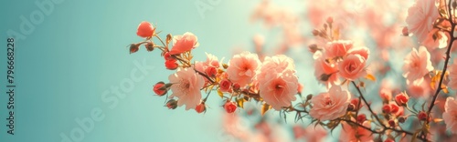 Beautiful spring blooming rose bush on a blue background Soft selective focus blue sky.