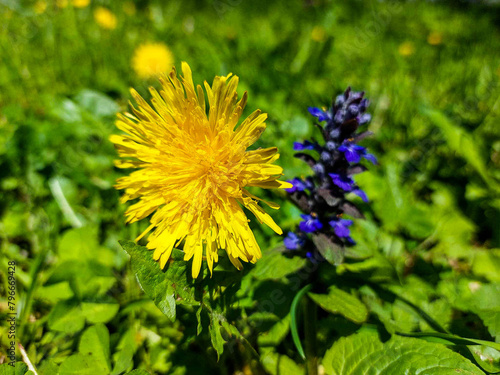 Dandelion flower on the background of green vegetation