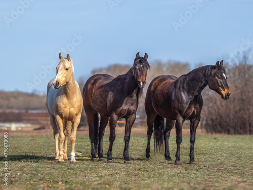 Beautiful horse trio in Spring Saskatchewan landscape