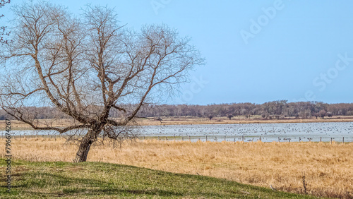 Canvas Print Brightwater Marsh and Waterfowl birds in the Spring