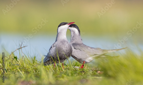 Whiskered tern - adult birds at a wetland in spring photo