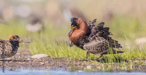 Ruff - male bird at a wetland on the mating season in spring