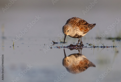 Dunlin - adult bird at a wetland on the spring migration 
