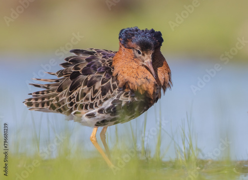 Ruff - male bird at a wetland on the mating season in spring