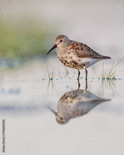 Dunlin - adult bird at a wetland on the spring migration 