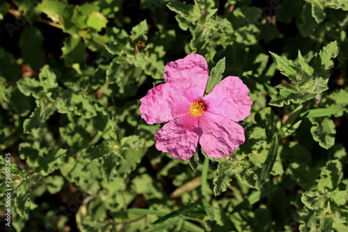 Cistus alismatifolia with crumpled pink petals on a blurred green background.