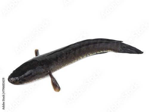 Large, fresh, not dead snakehead fish placed isolated on a white background. 