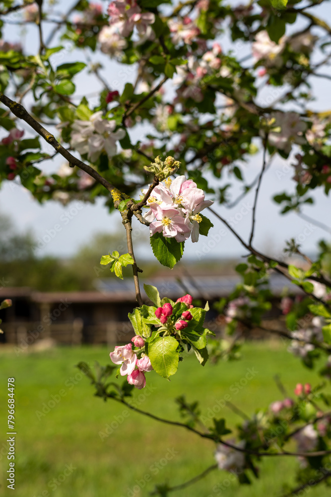 Spring blossom apple tree in fruit orchard Spring blossom apple tree in fruit orchard
