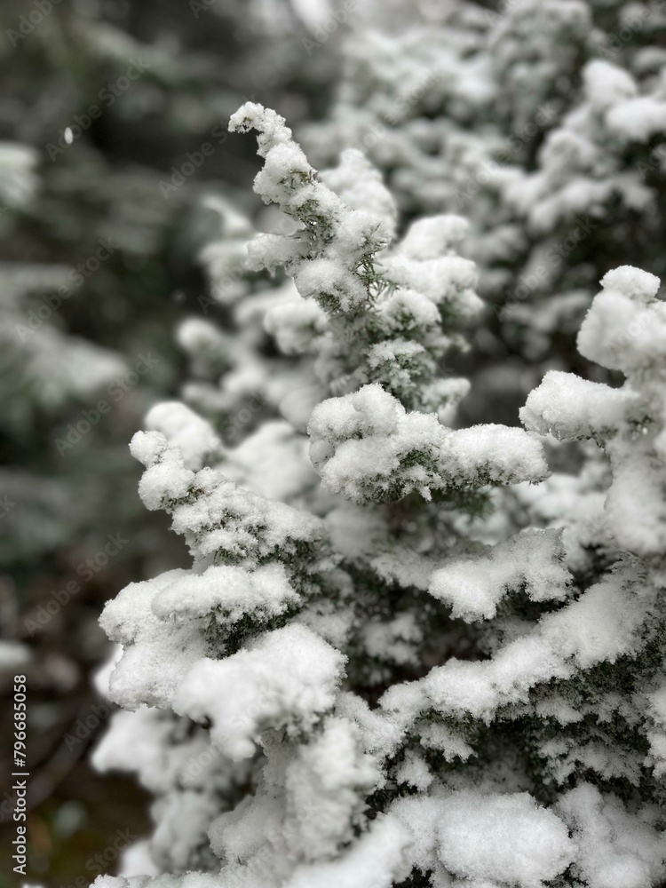 Snowed pine tree Snowed pine tree