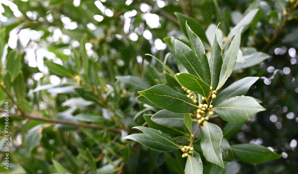 Bay leaf tree growing in the garden. Bay leaf tree growing in the garden.